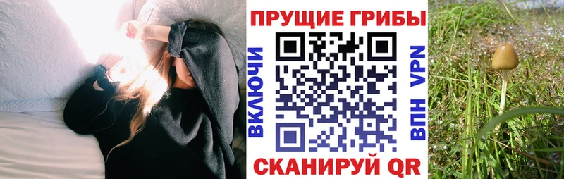 Псилоцибиновые грибы Magic Shrooms  где найти   Мурманск 